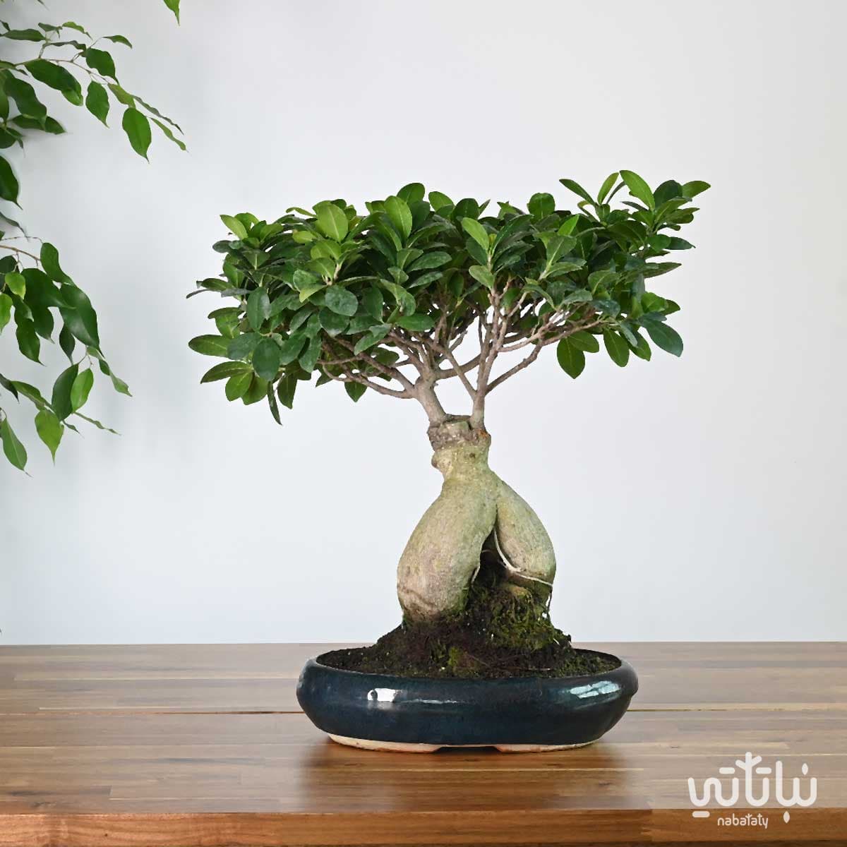 Bonsai plant in oval ceramic pot 1