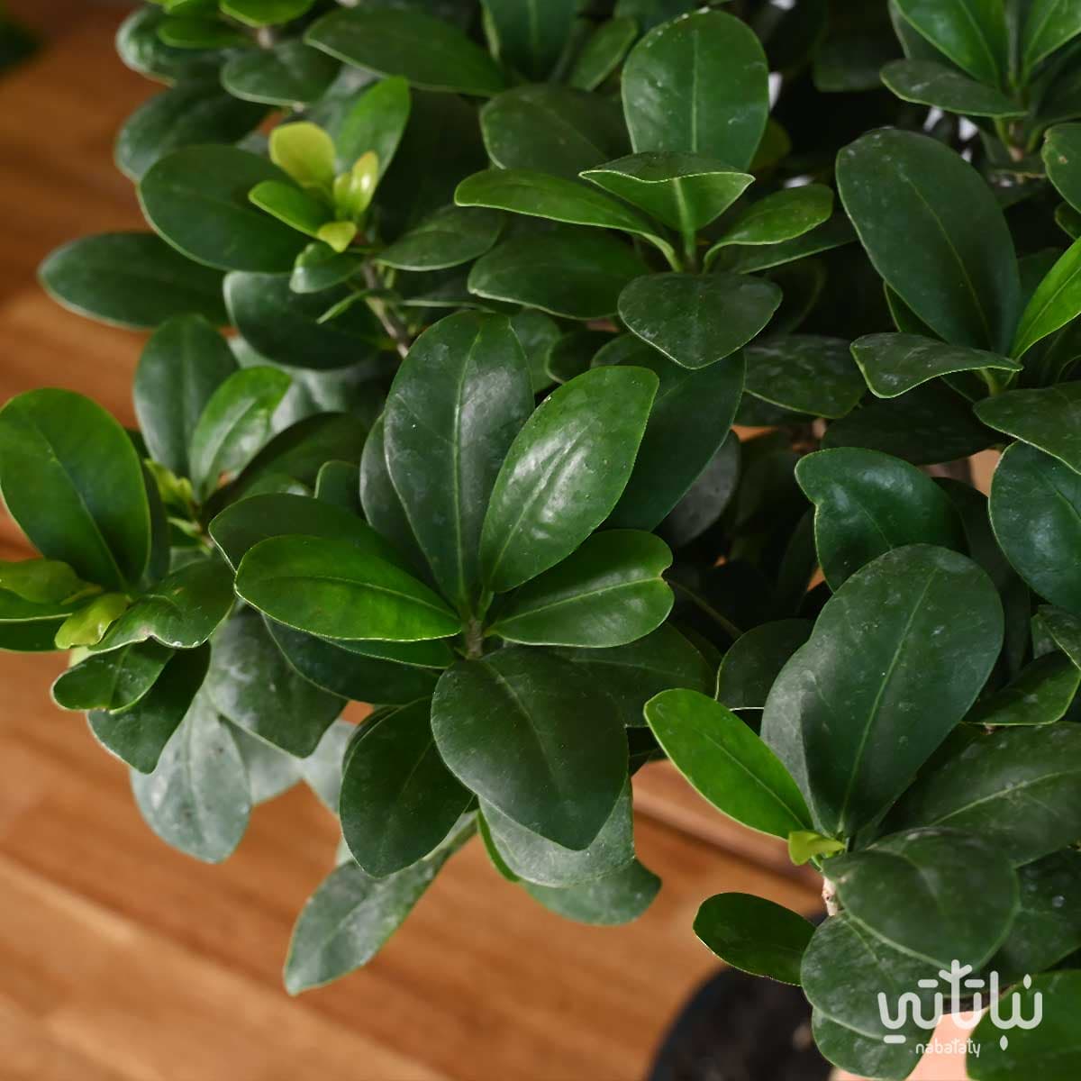 Bonsai plant in oval ceramic pot 3