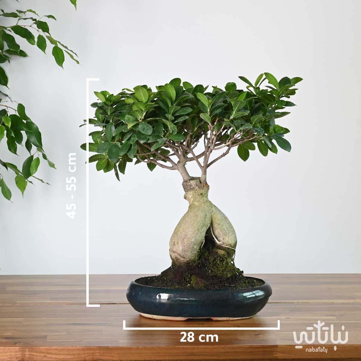 Bonsai plant in oval ceramic pot 2