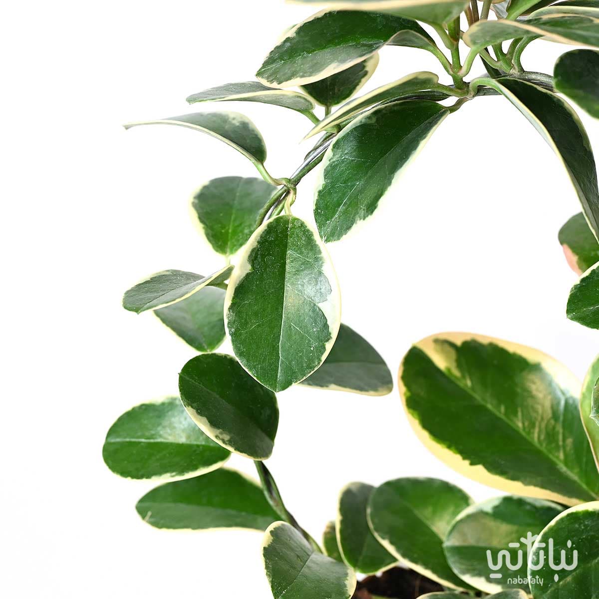 طوق نبتة هويا زهرة الشمع ثلاثية الالوان 2