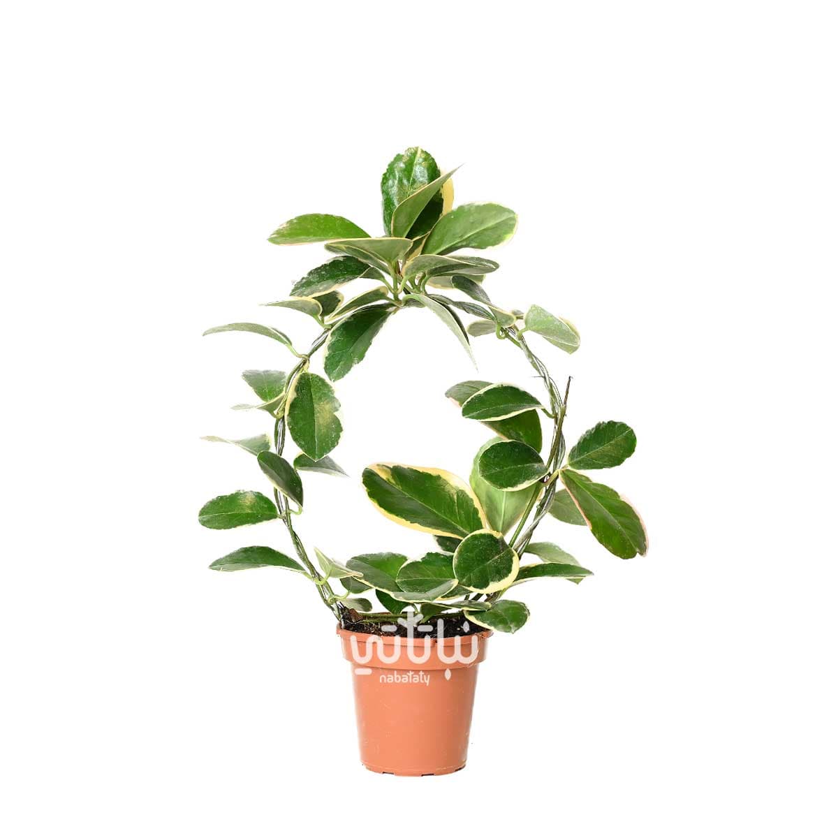 طوق نبتة هويا زهرة الشمع ثلاثية الالوان