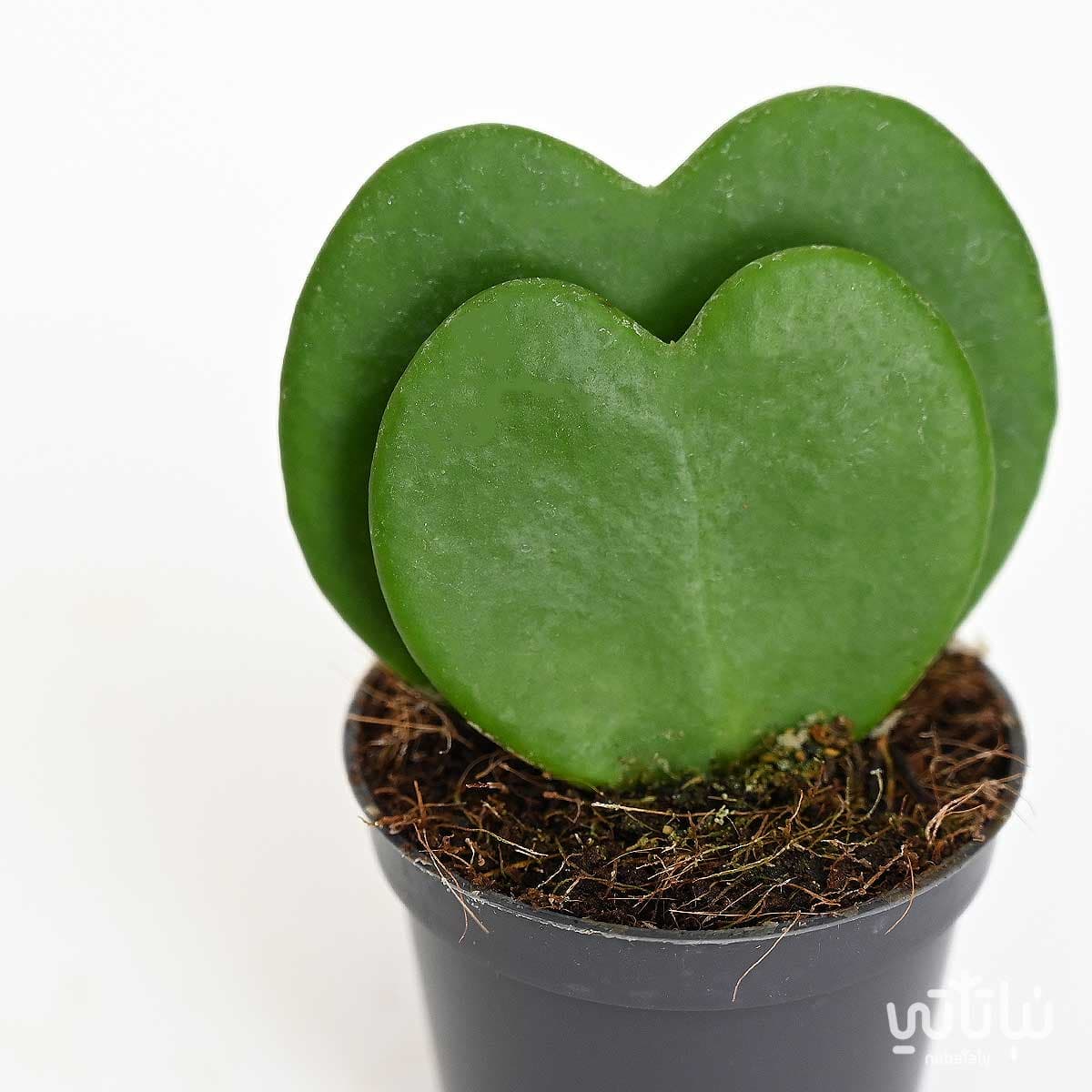 نبتة هويا قلب الحب دبل 2