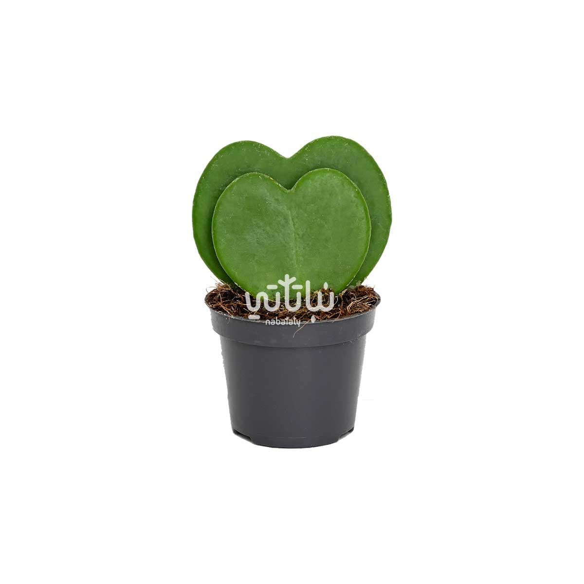 نبتة هويا قلب الحب دبل 1