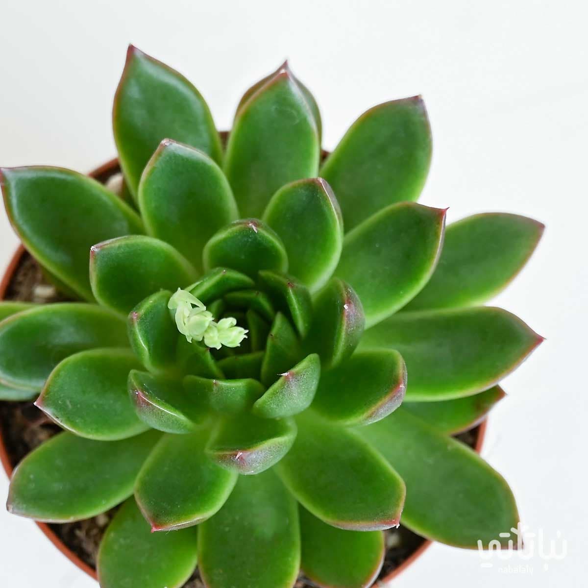 نبتة ايشيفيريا 2