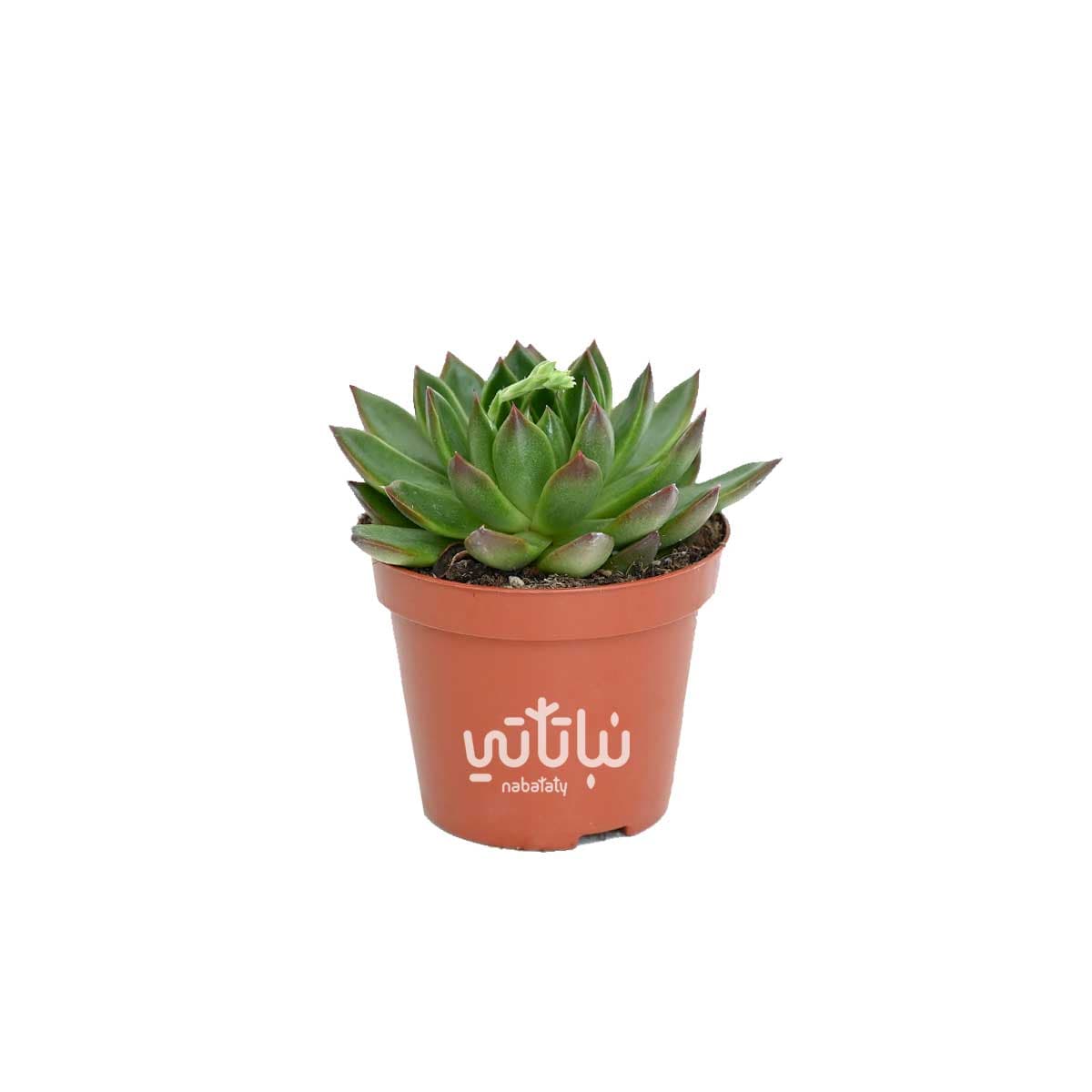 نبتة ايشيفيريا 1