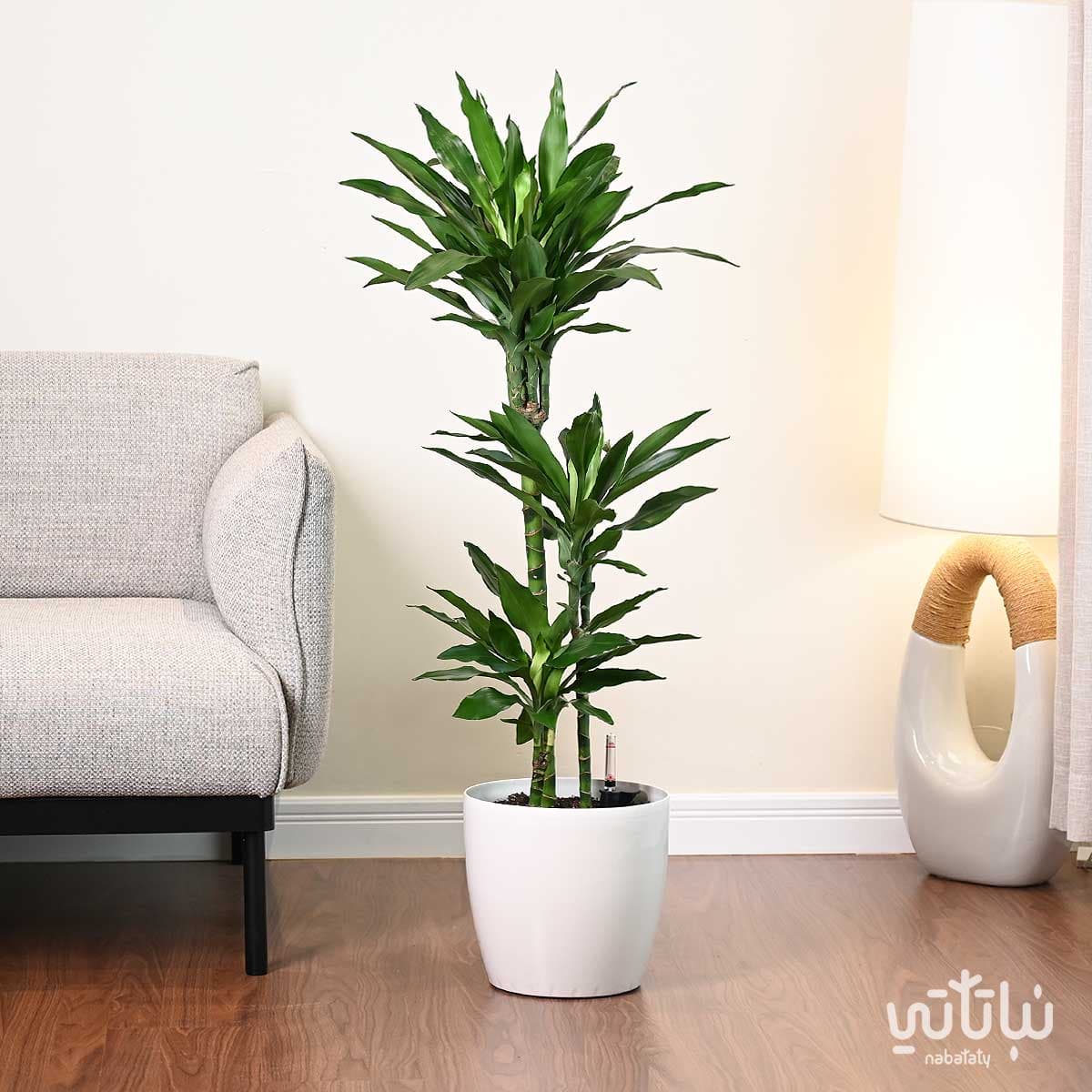 Dracaena Janet Lind 110cm in a white self watering pot 1