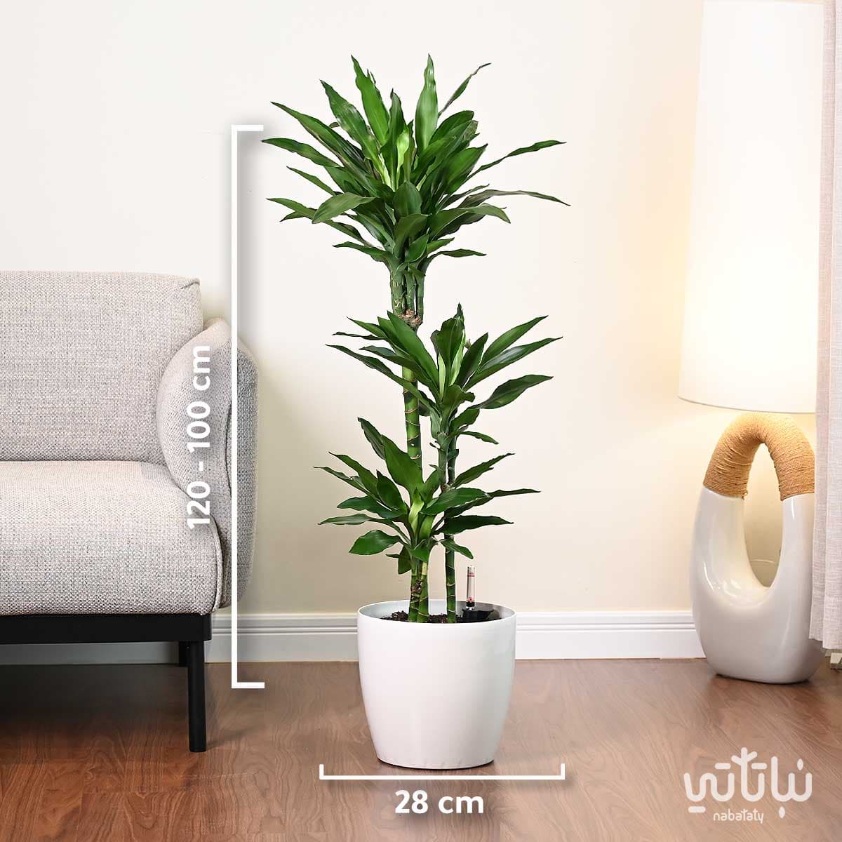Dracaena Janet Lind 110cm in a white self watering pot 2