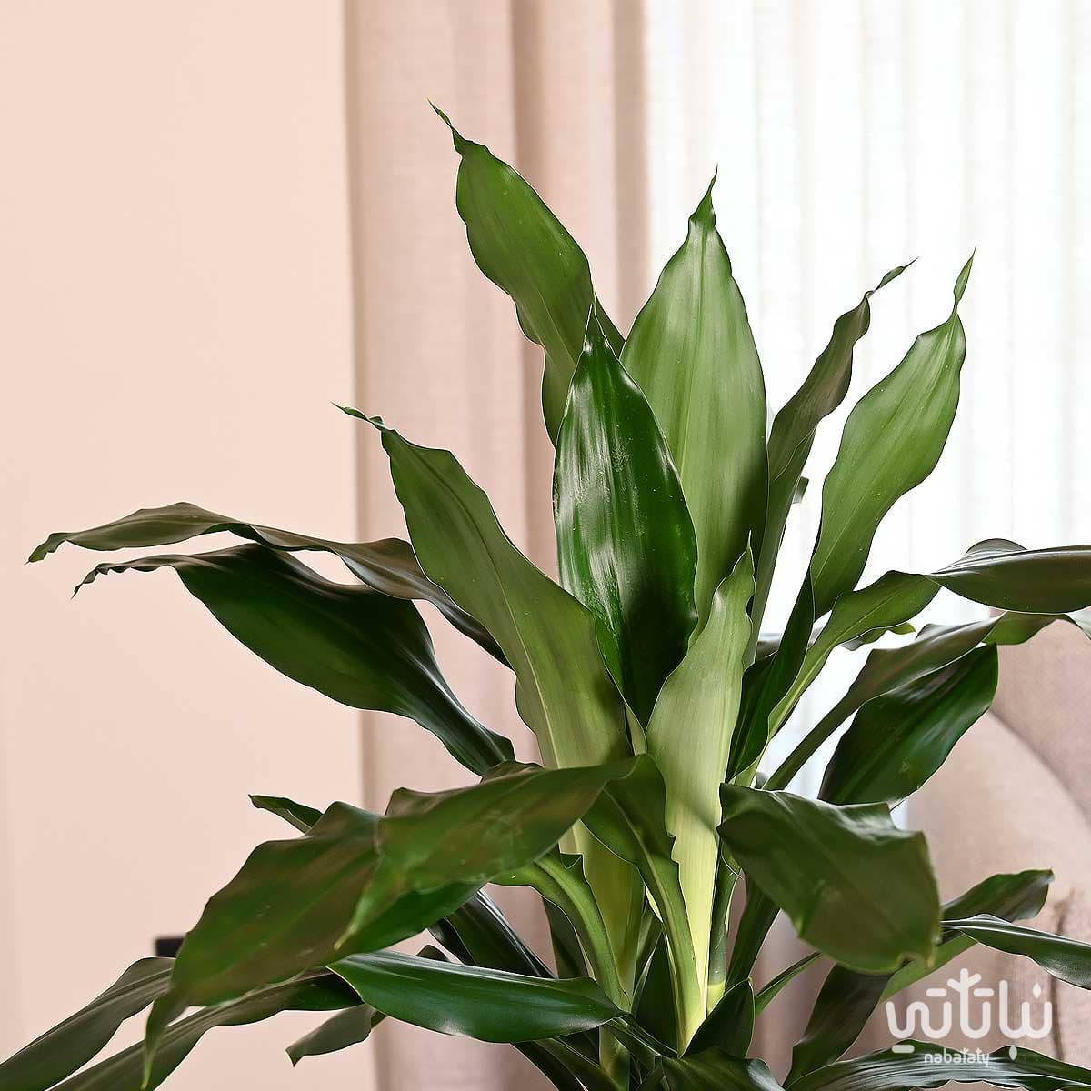نبتة دراسينا جانيت ليند 110سم في حوض ري ذاتي ابيض 3