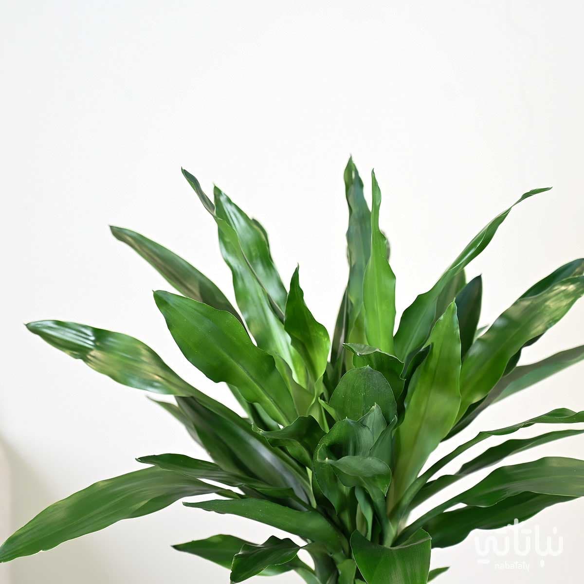 Dracaena Janet Lind 110cm in a white self watering pot 4