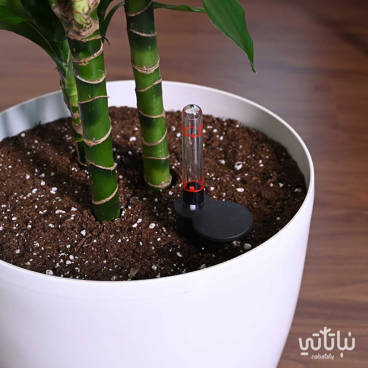 نبتة دراسينا جانيت ليند 110سم في حوض ري ذاتي ابيض 4