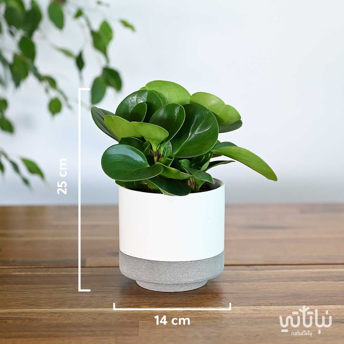 نبتة ببروميا خضراء في اصيص سيراميك ابيض 2