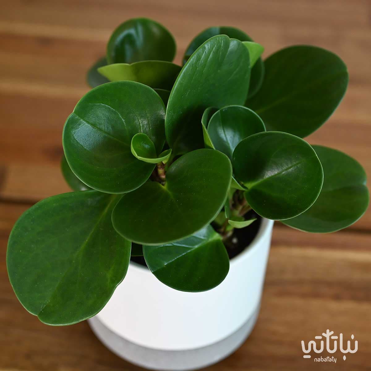 نبتة ببروميا خضراء في اصيص سيراميك ابيض 3