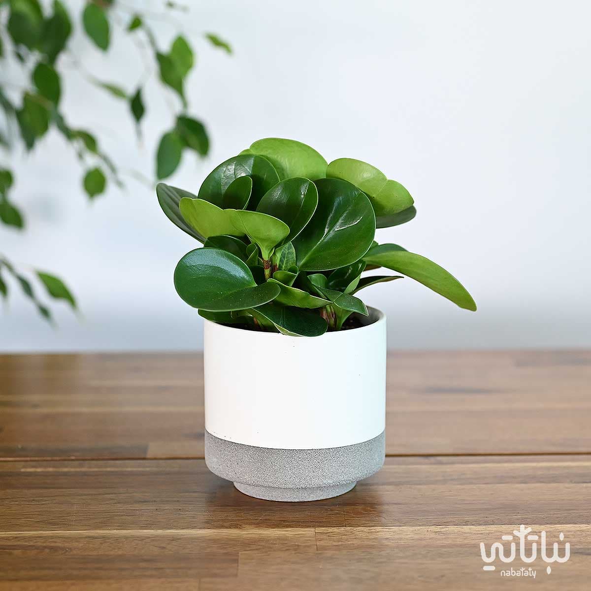 نبتة ببروميا خضراء في اصيص سيراميك ابيض