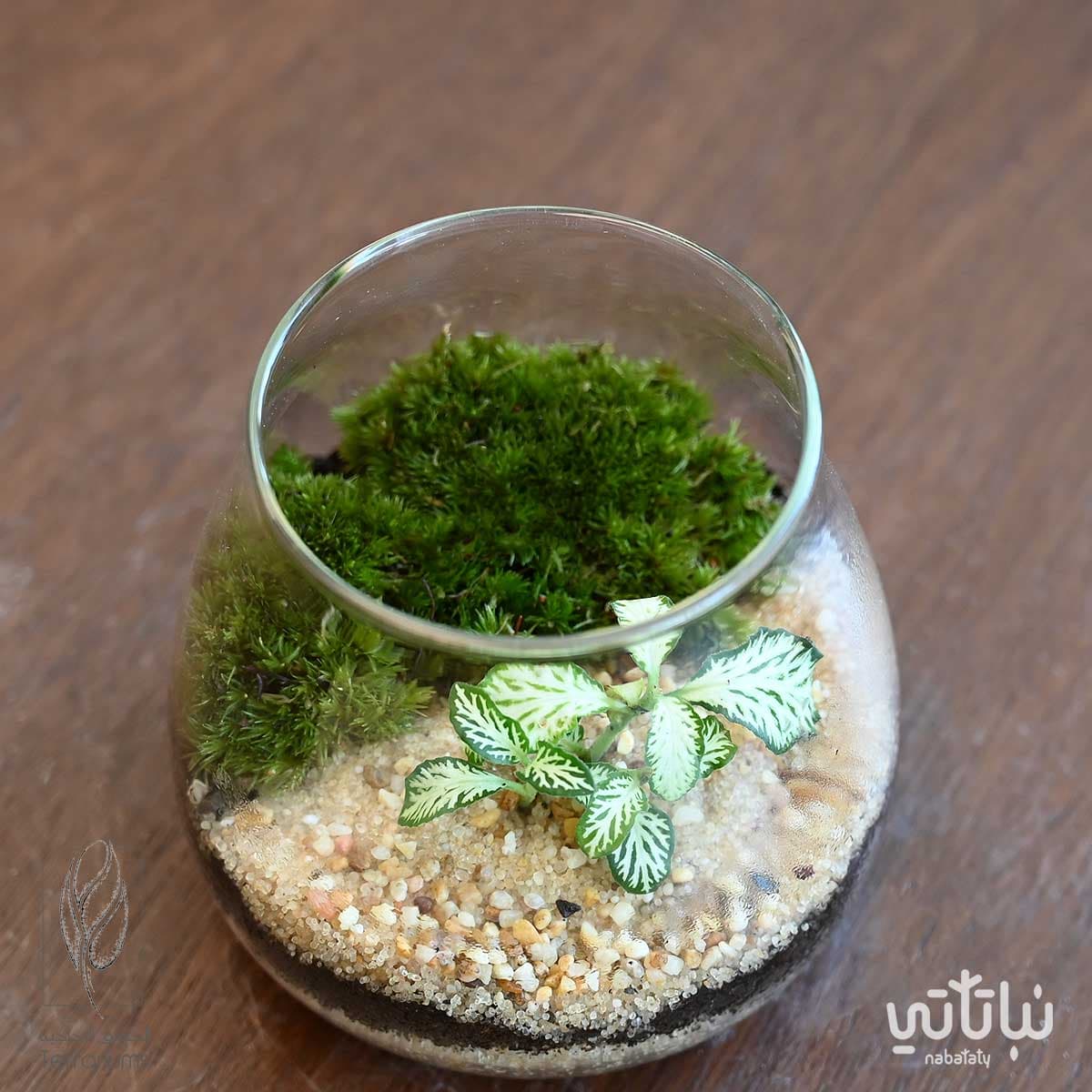 Fittonia green mini garden 3