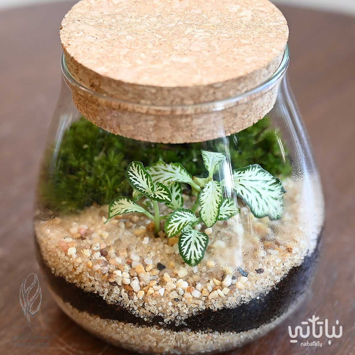 Fittonia green mini garden 2