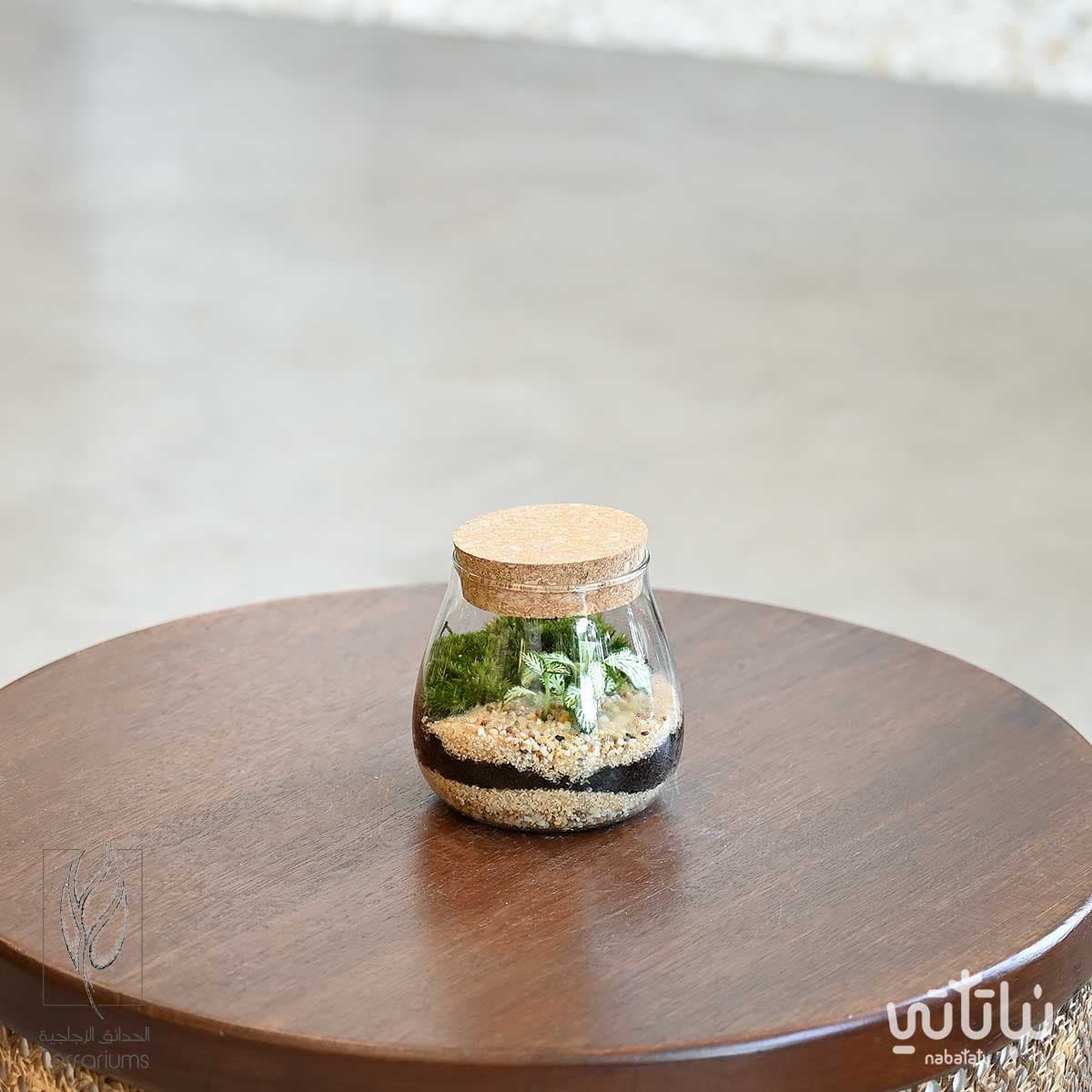 Fittonia green mini garden 1