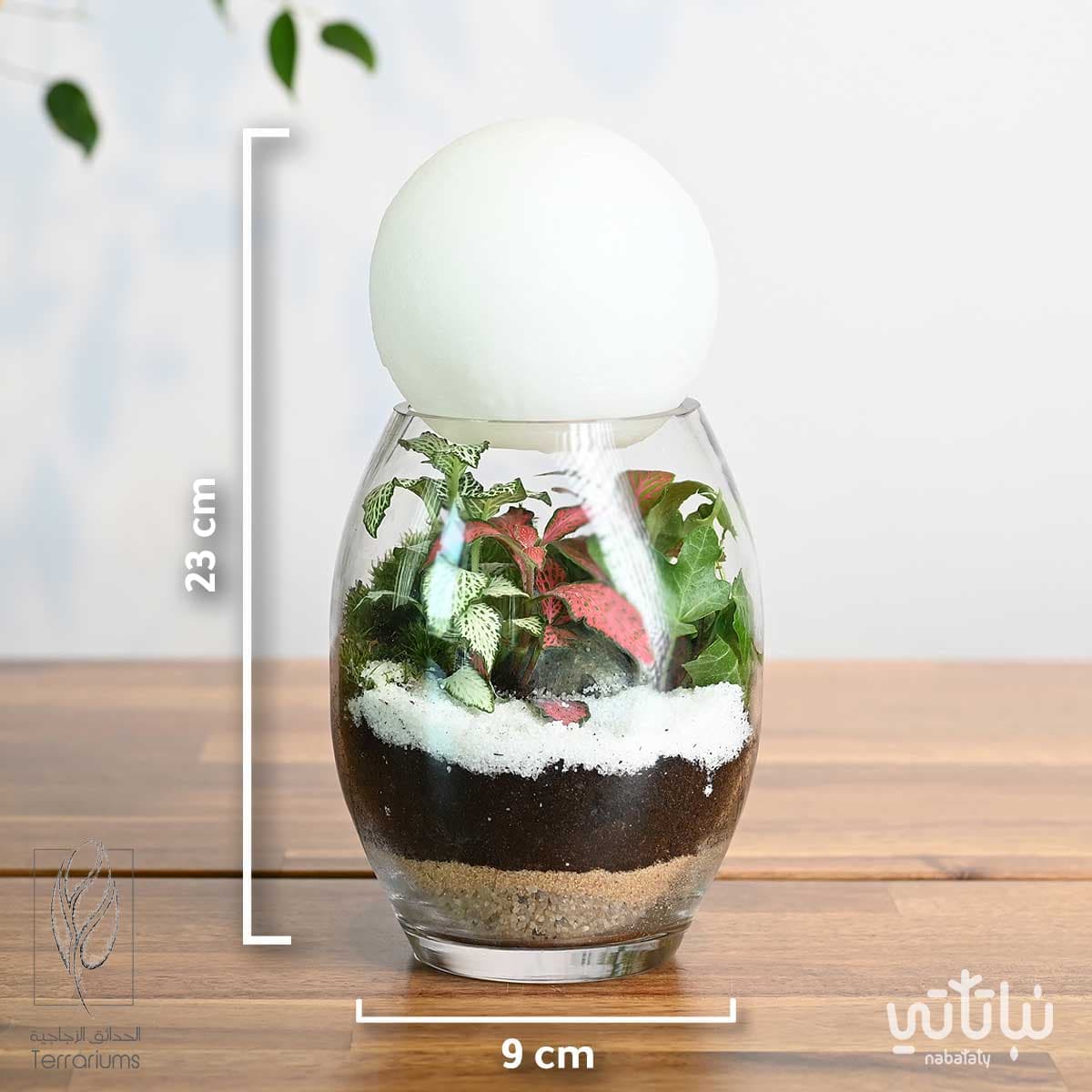 غابة القمر 5