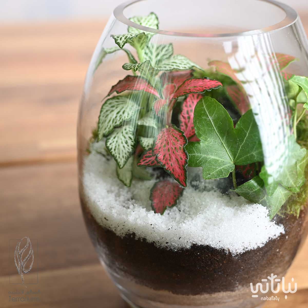 غابة القمر 6