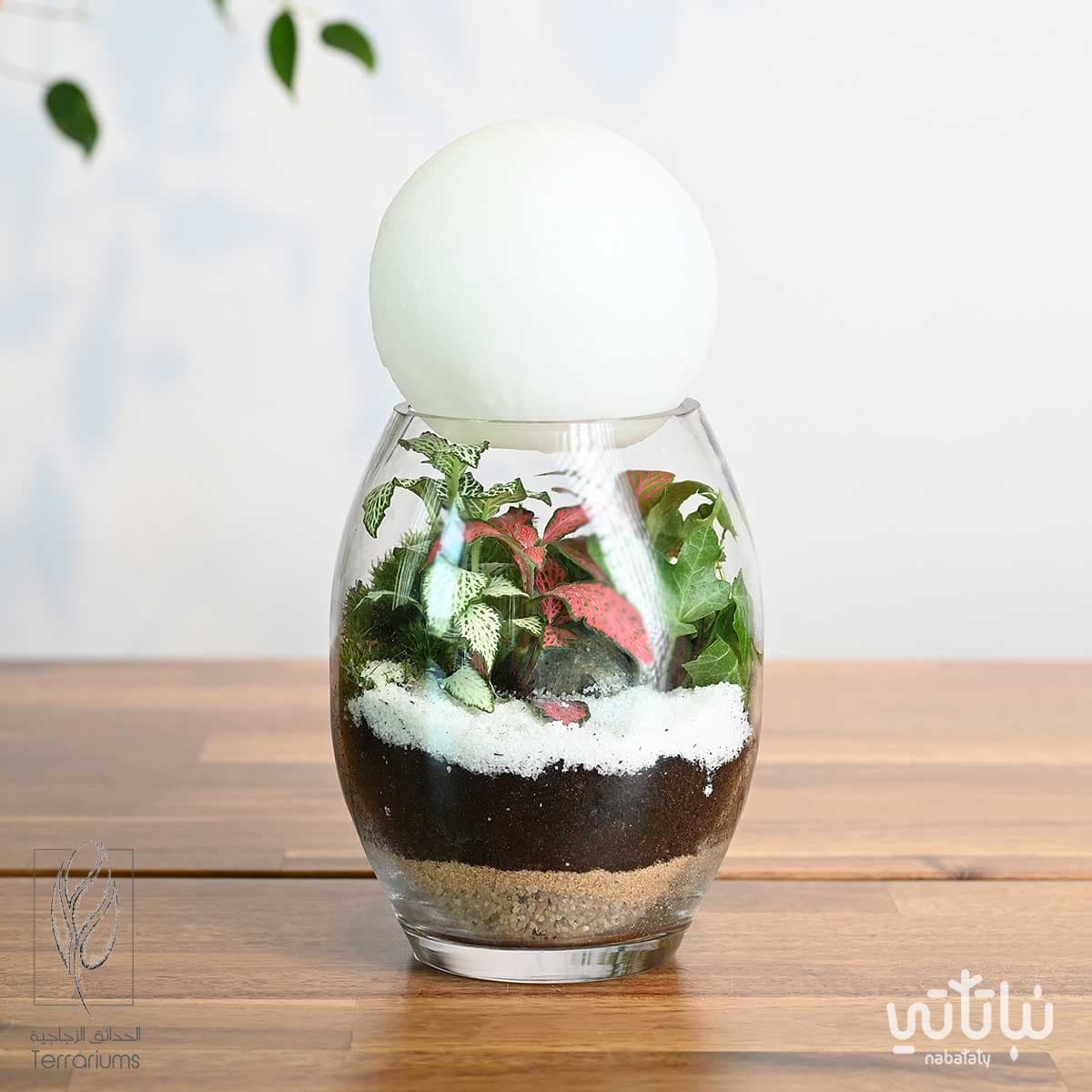 غابة القمر 1