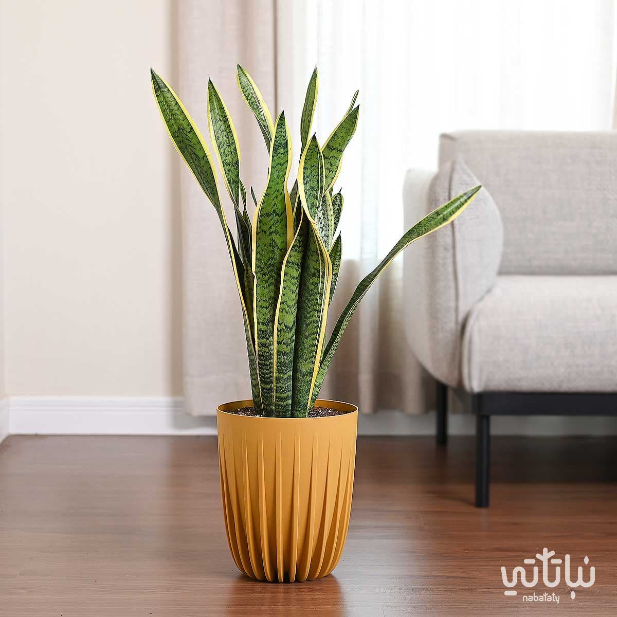 Leopard skin plant in a yellow plastic pot 1