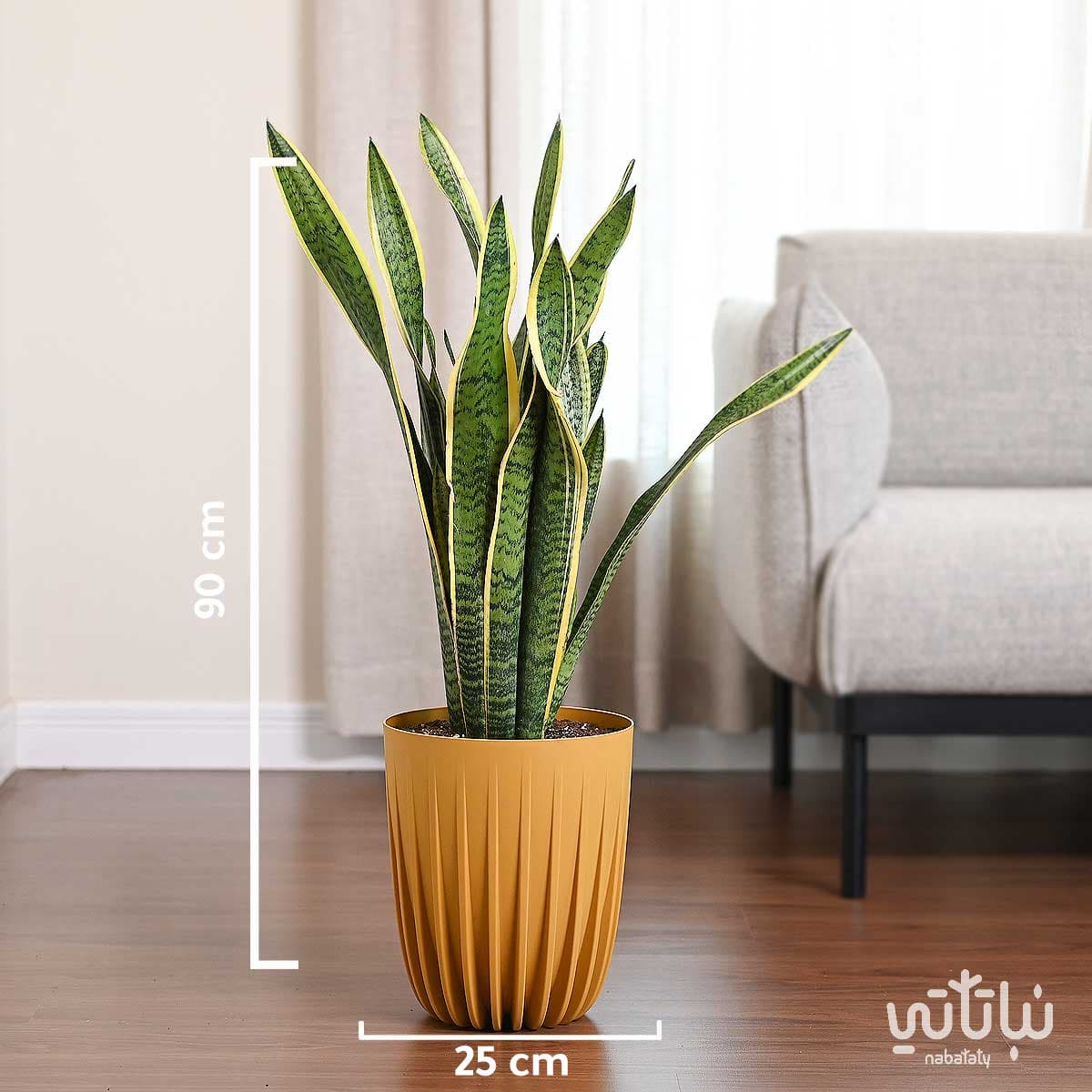 Leopard skin plant in a yellow plastic pot 2