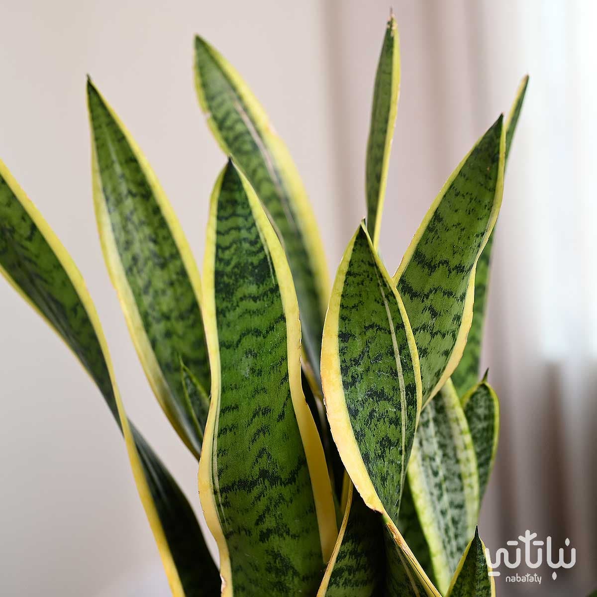 Leopard skin plant in a yellow plastic pot 3