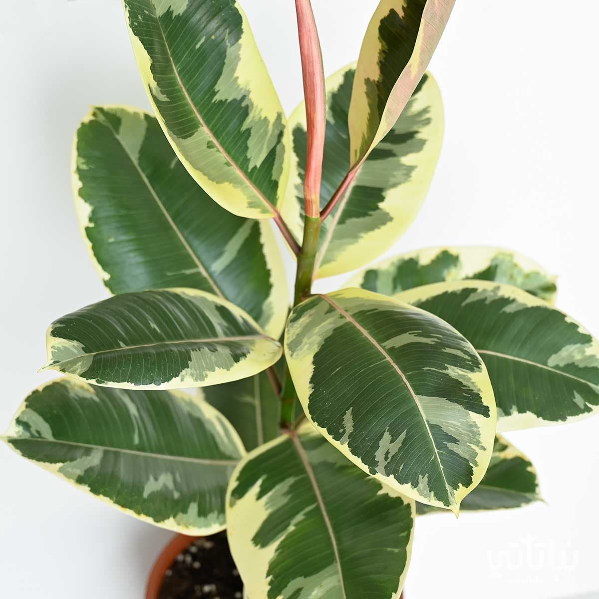 فيكس مطاط مبرقشة 90 سم 2