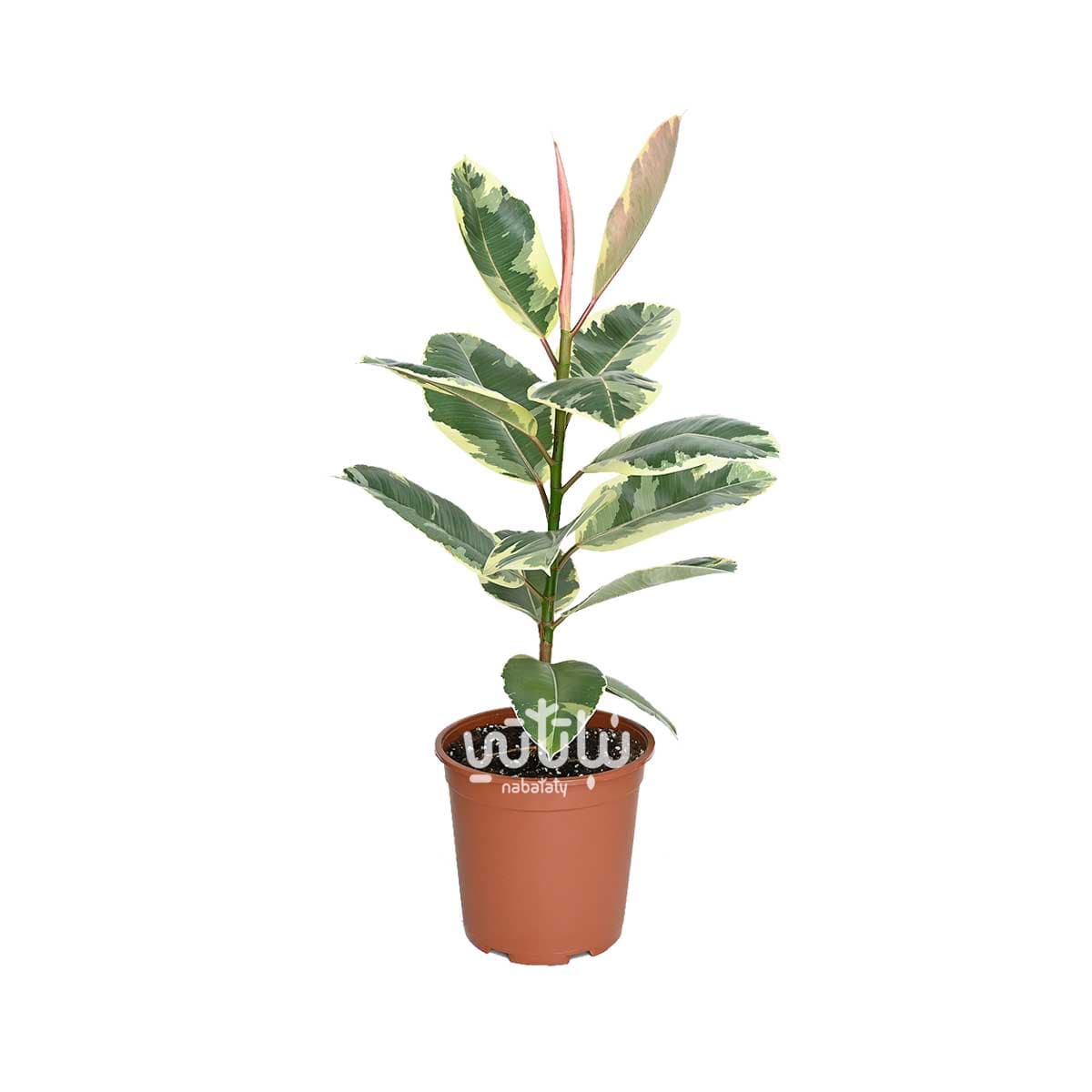 فيكس مطاط مبرقشة 90 سم