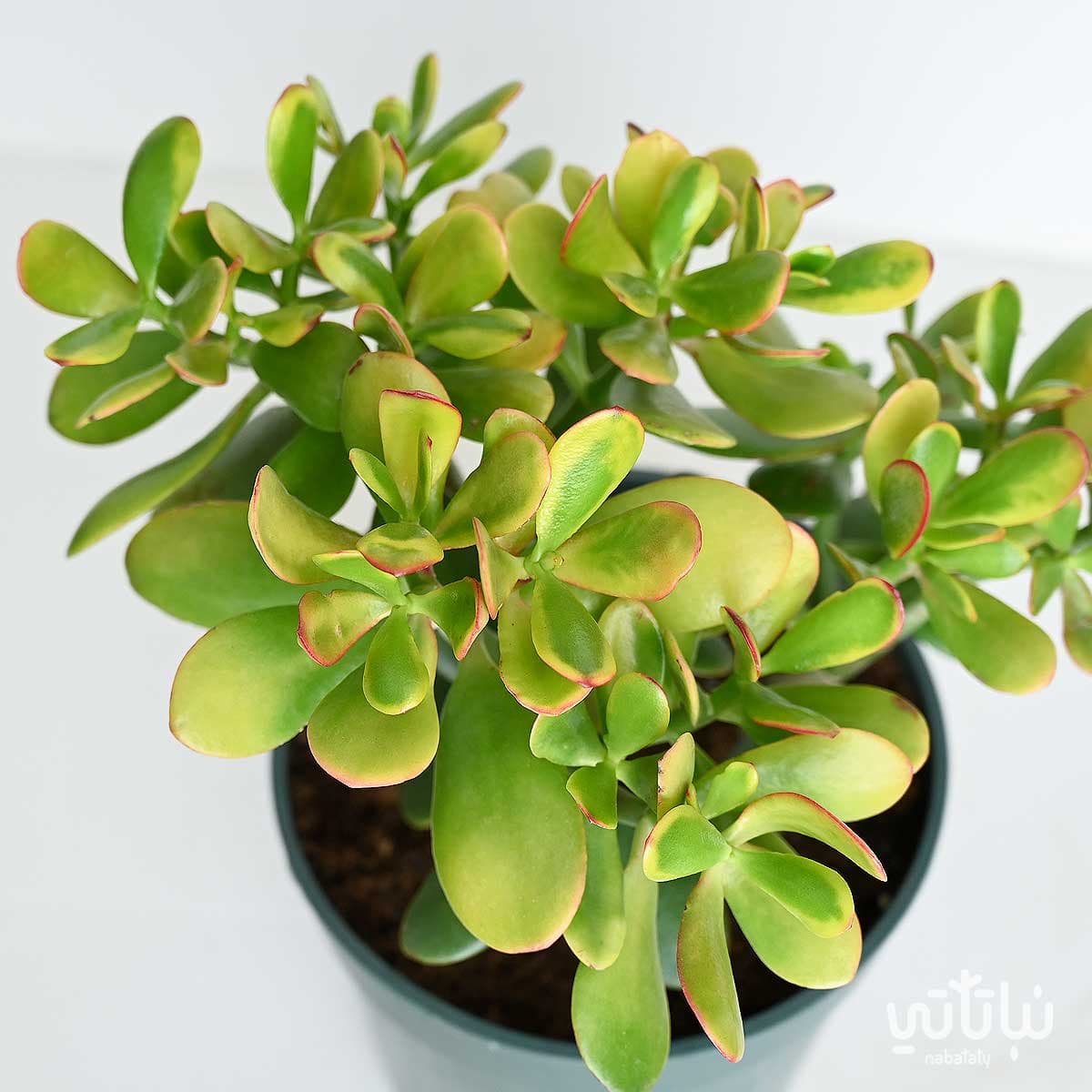 Large Crassula plant 2