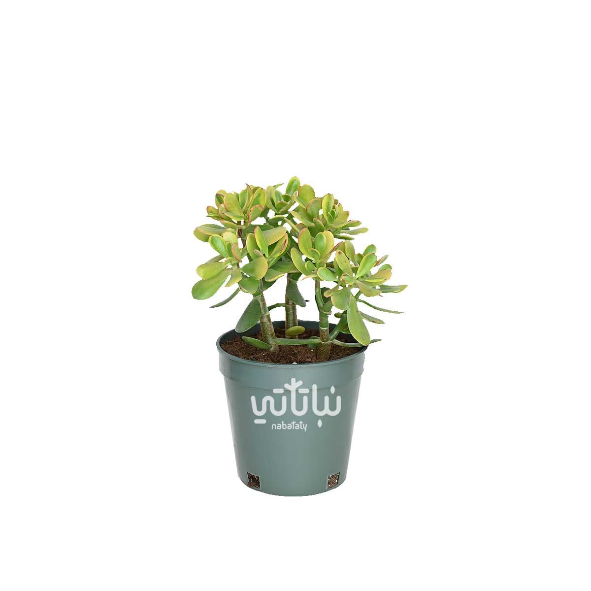 Large Crassula plant 1