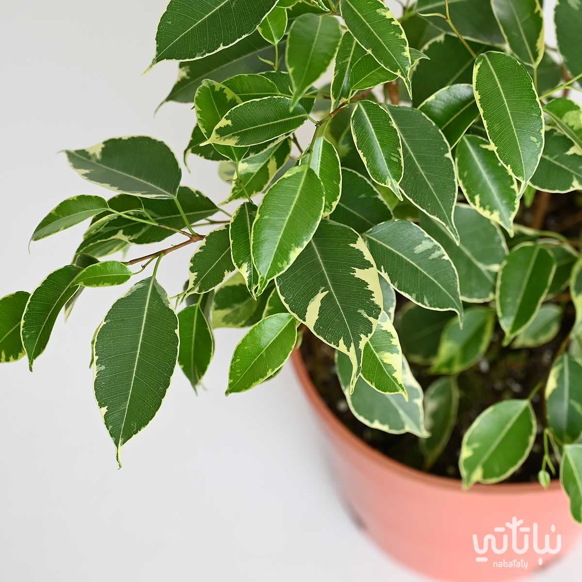 Small ficus benjamina golden king plant 2