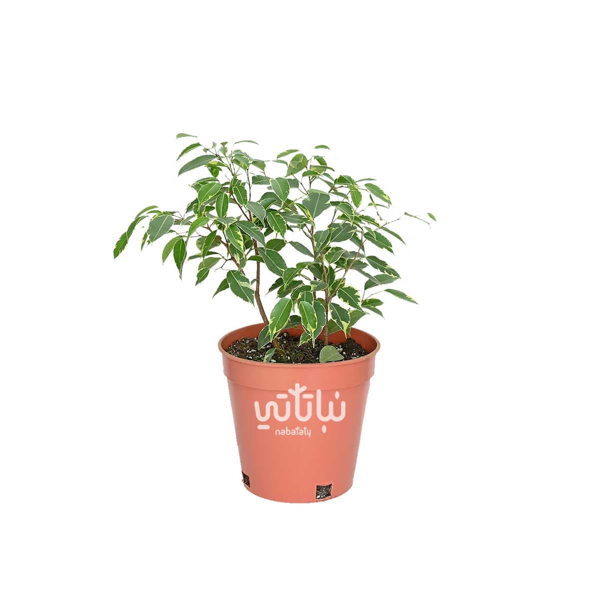 Small ficus benjamina golden king plant 1