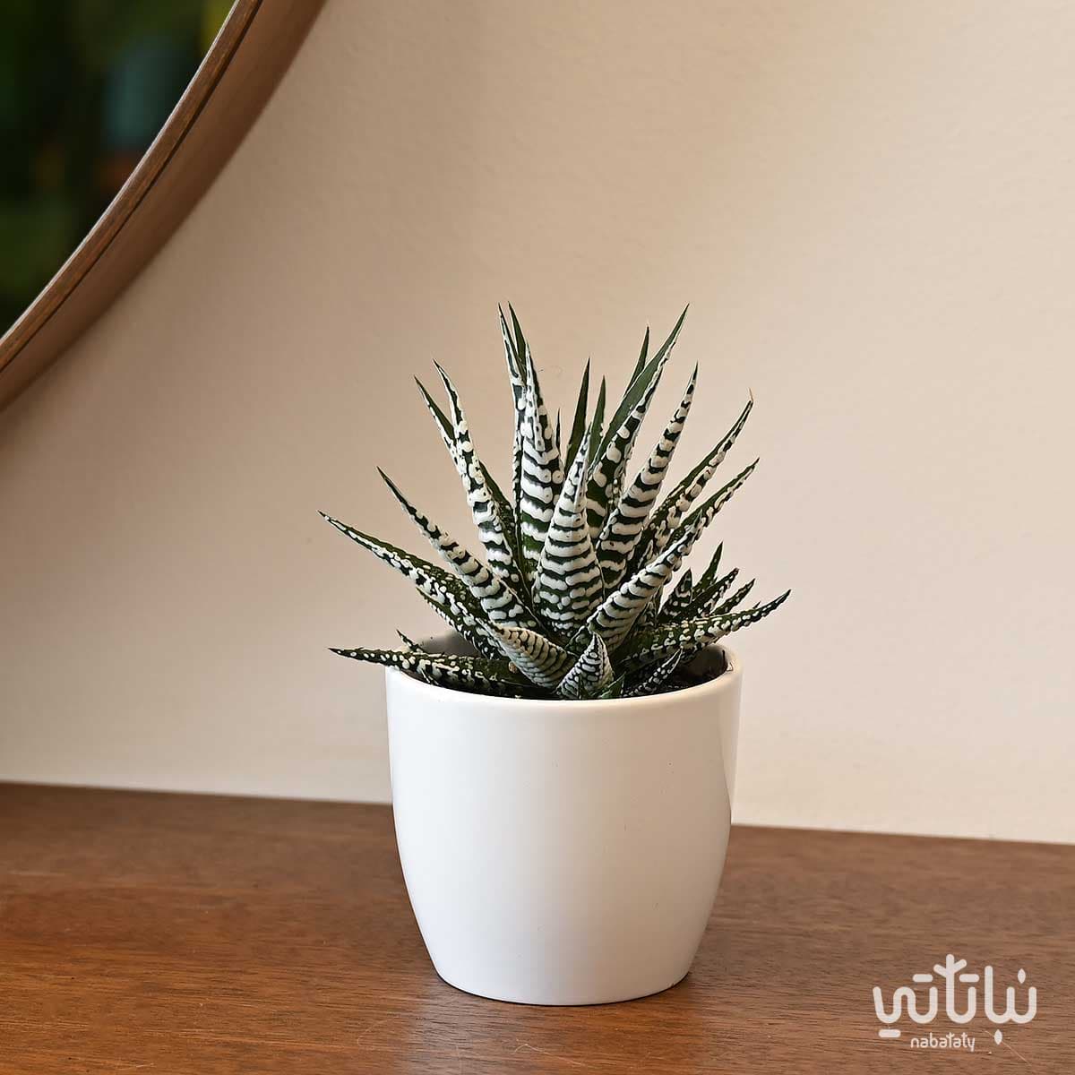 حوض سيراميك ابيض صغير 8 سم 2