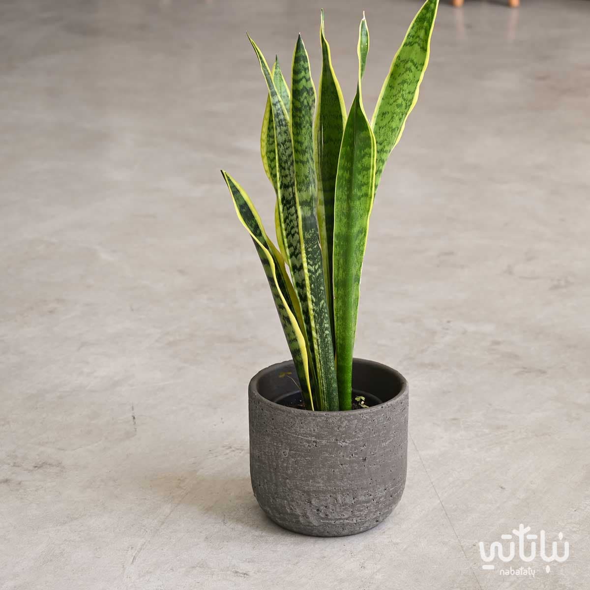 Dark gray ceramic pot 20 cm 2