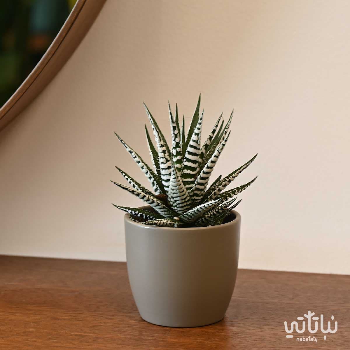 حوض سيراميك بني صغير 8 سم 2