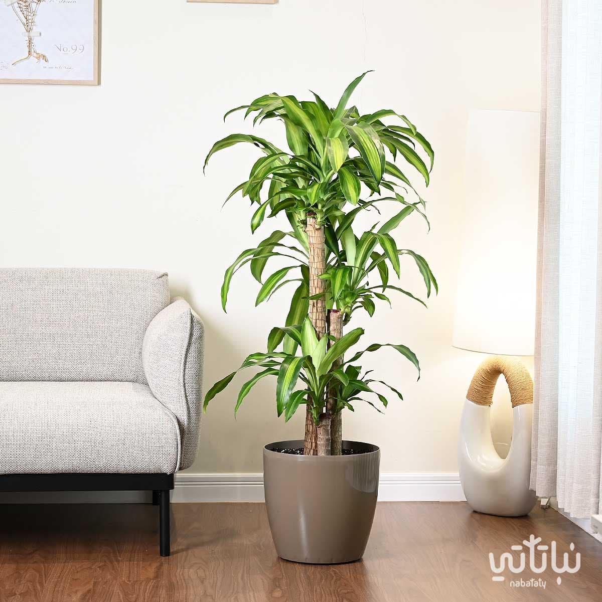 Dracaena Massangeana in an oily self-watering pot 1