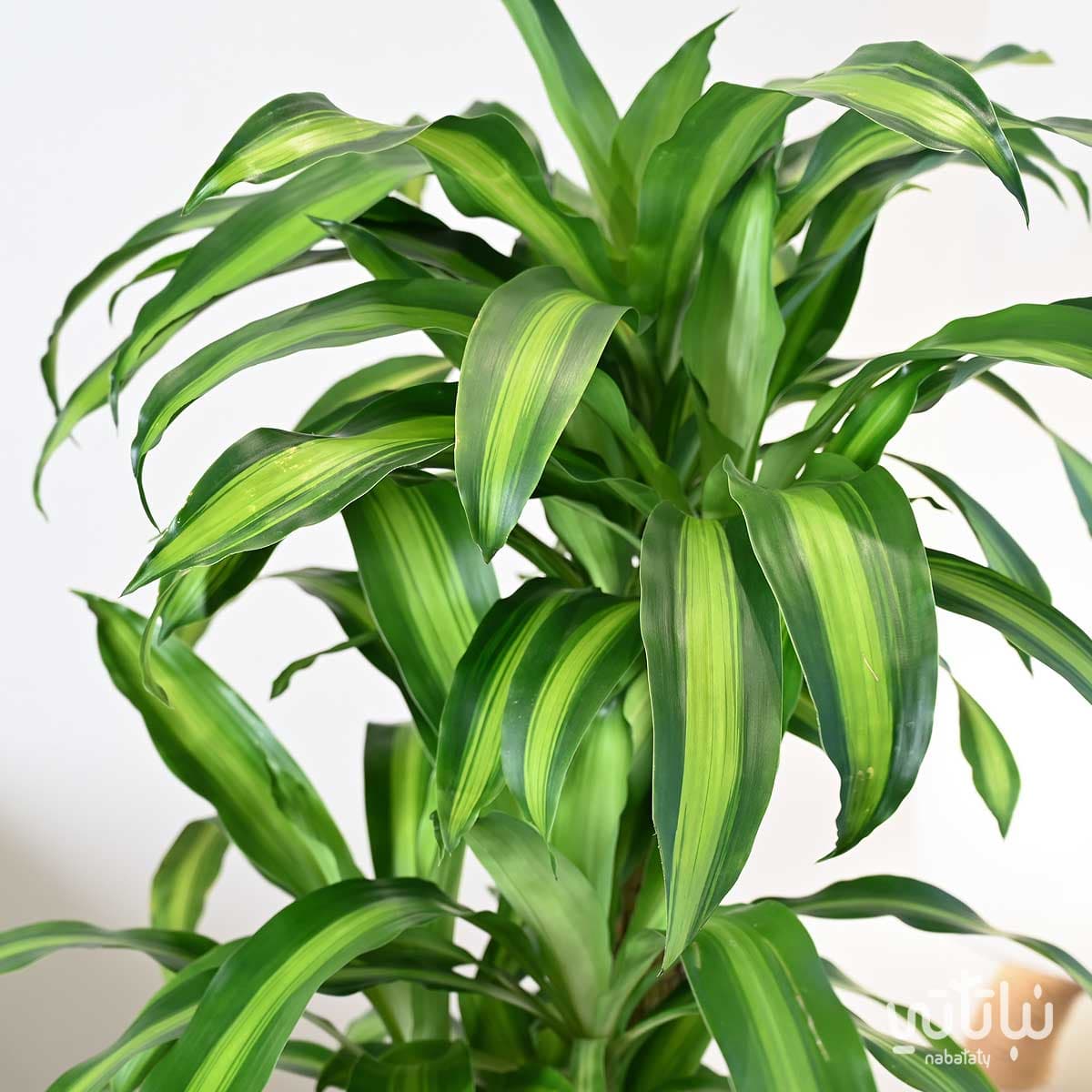 Dracaena Massangeana in an oily self-watering pot 4