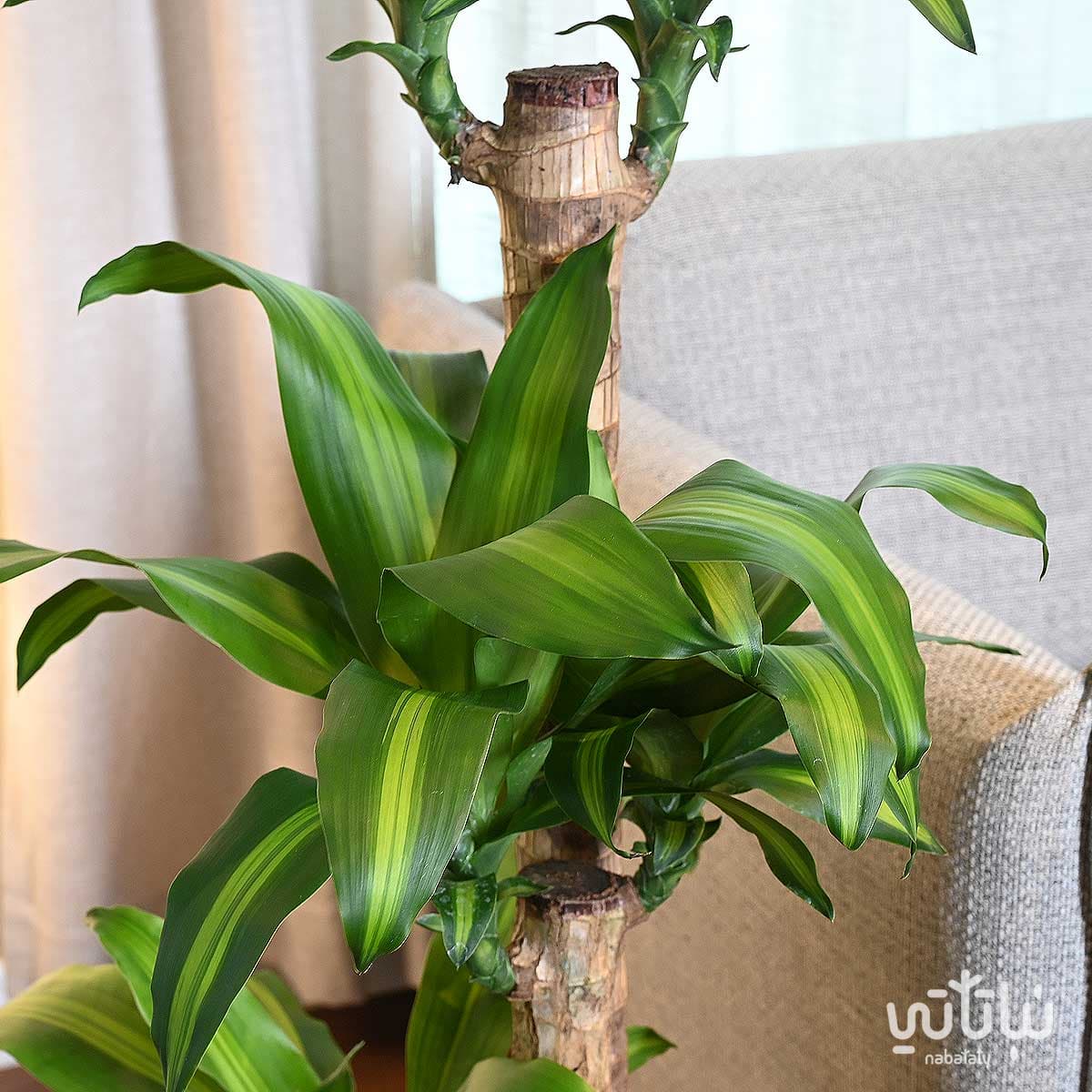 نبتة دراسينا ماسنجانا حوض ري ذاتي زيتي 4