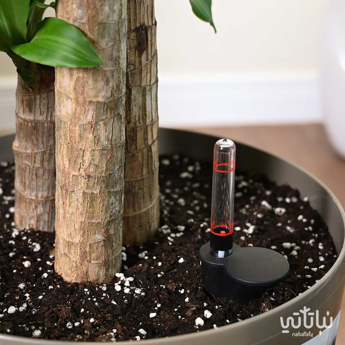Dracaena Massangeana in an oily self-watering pot 3