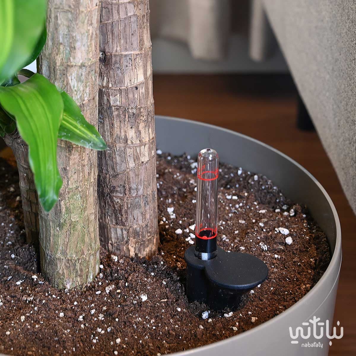 نبتة دراسينا ماسنجانا حوض ري ذاتي زيتي 3