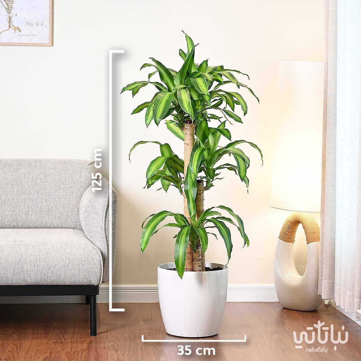 Dracaena Massangeana in White Self Watering Pot 2