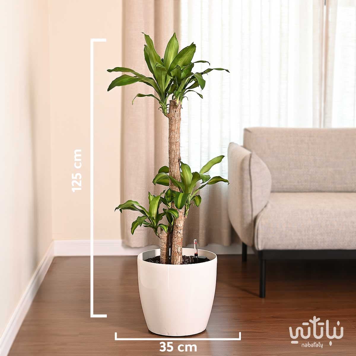 نبتة دراسينا ماسنجانا في حوض ري ذاتي ابيض 2