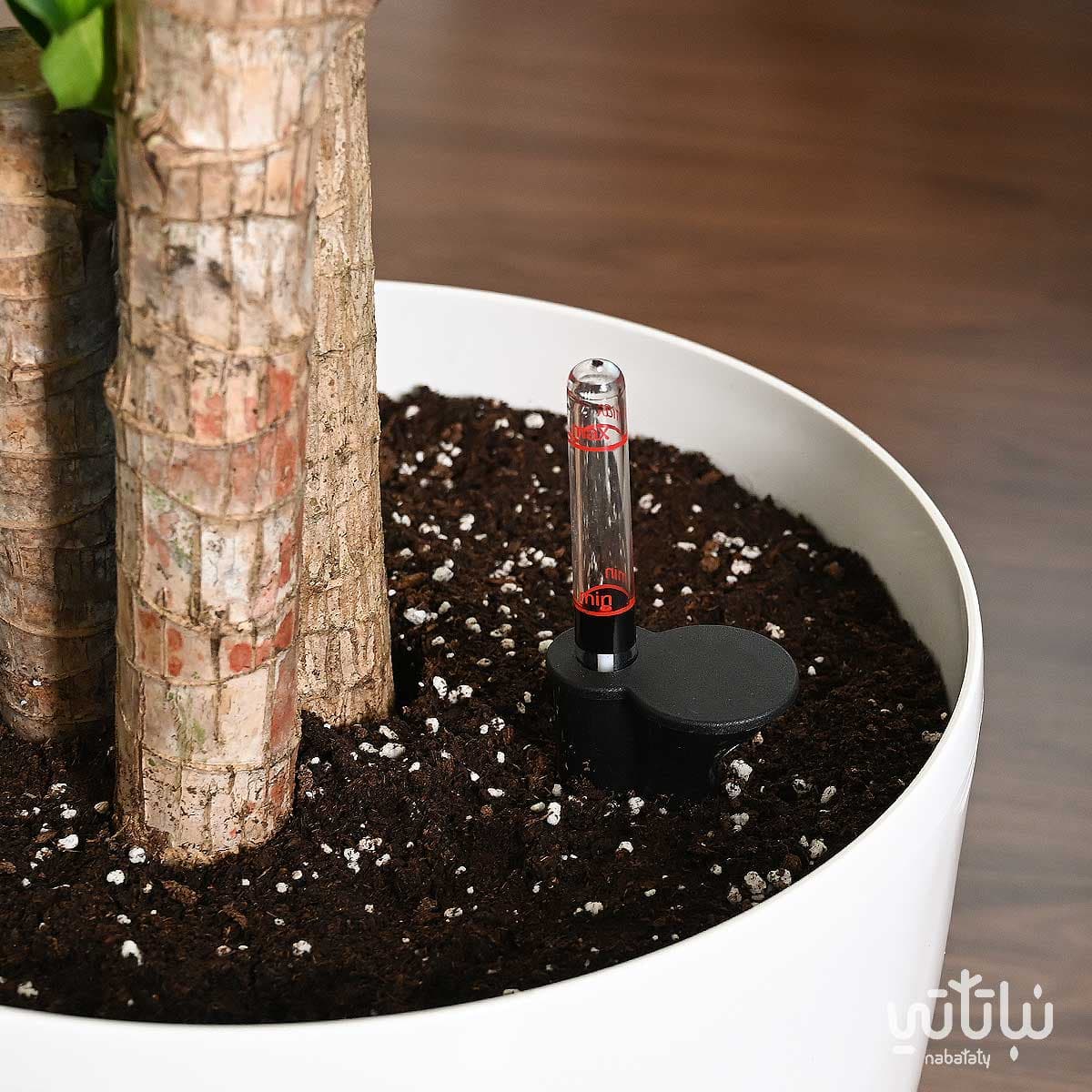 نبتة دراسينا ماسنجانا في حوض ري ذاتي ابيض 3