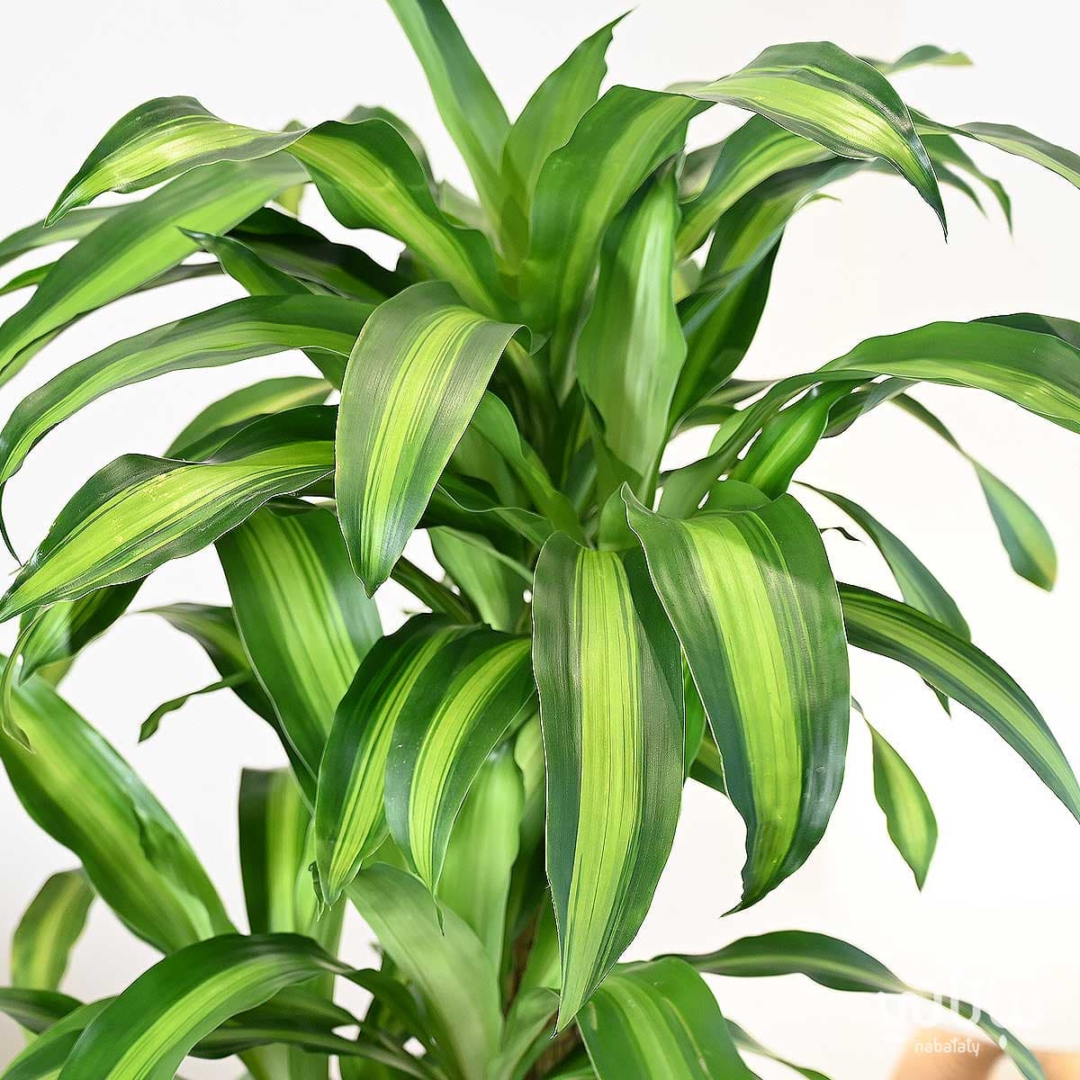 Dracaena Massangeana in White Self Watering Pot 4
