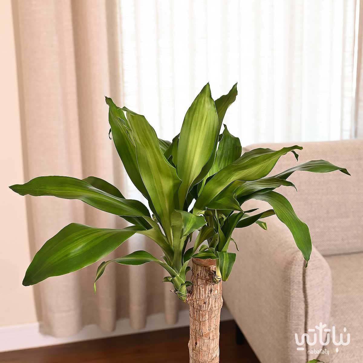 نبتة دراسينا ماسنجانا في حوض ري ذاتي ابيض 4