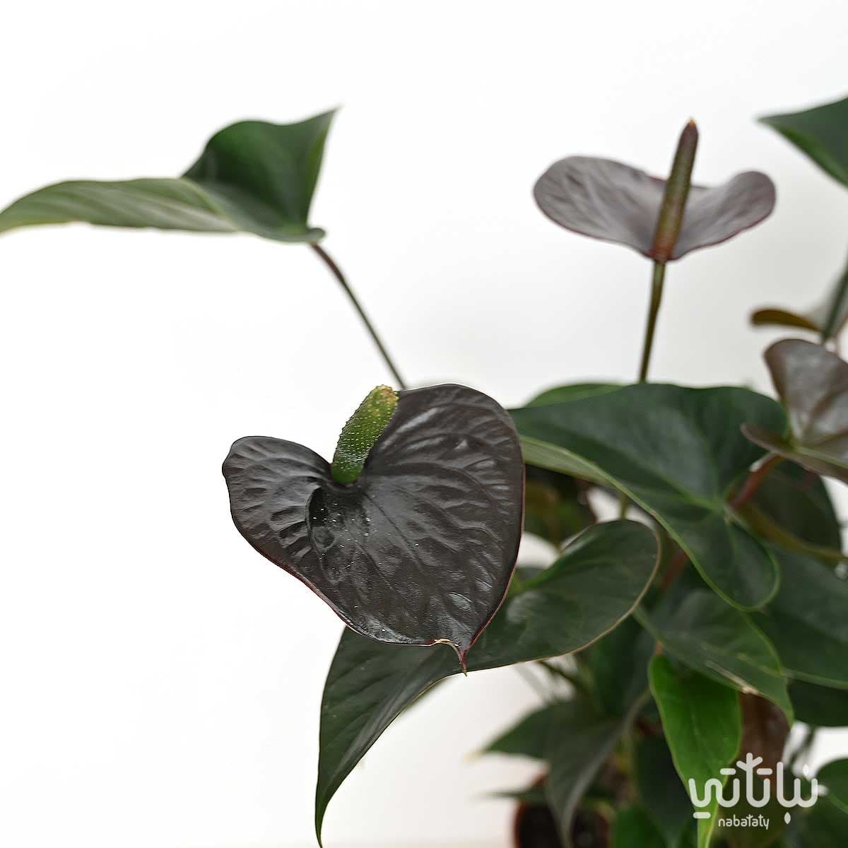 Anthurium plant black flowers 2