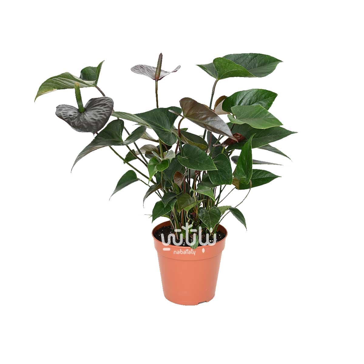 Anthurium plant black flowers 1