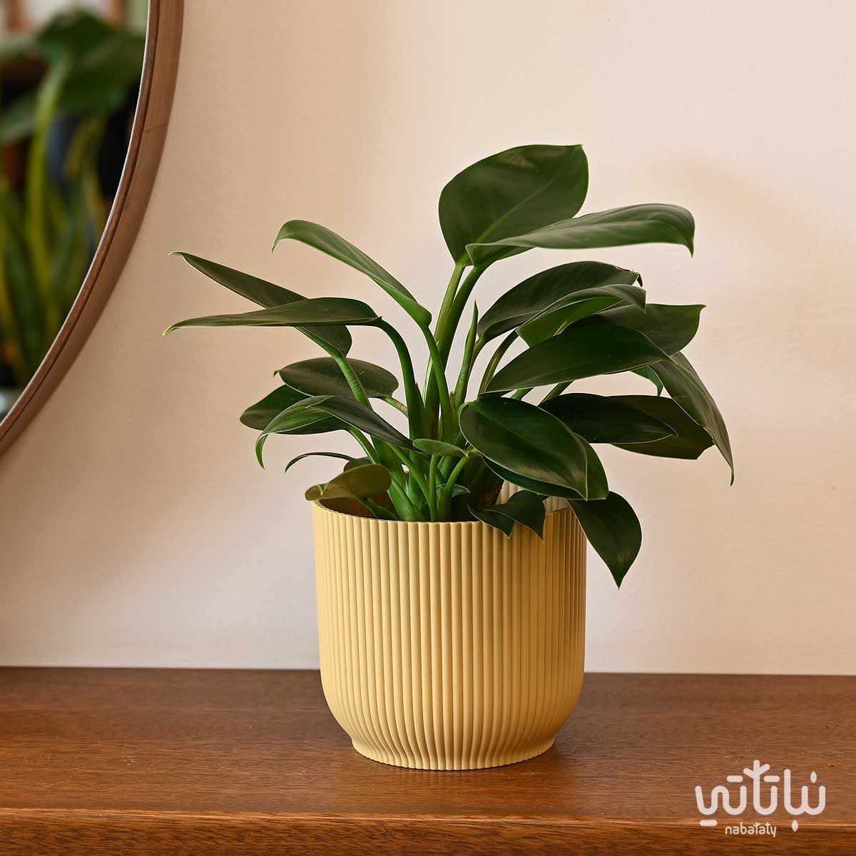 حوض بلاستيك دائري مخطط اصفر فاتح 14 سم 2