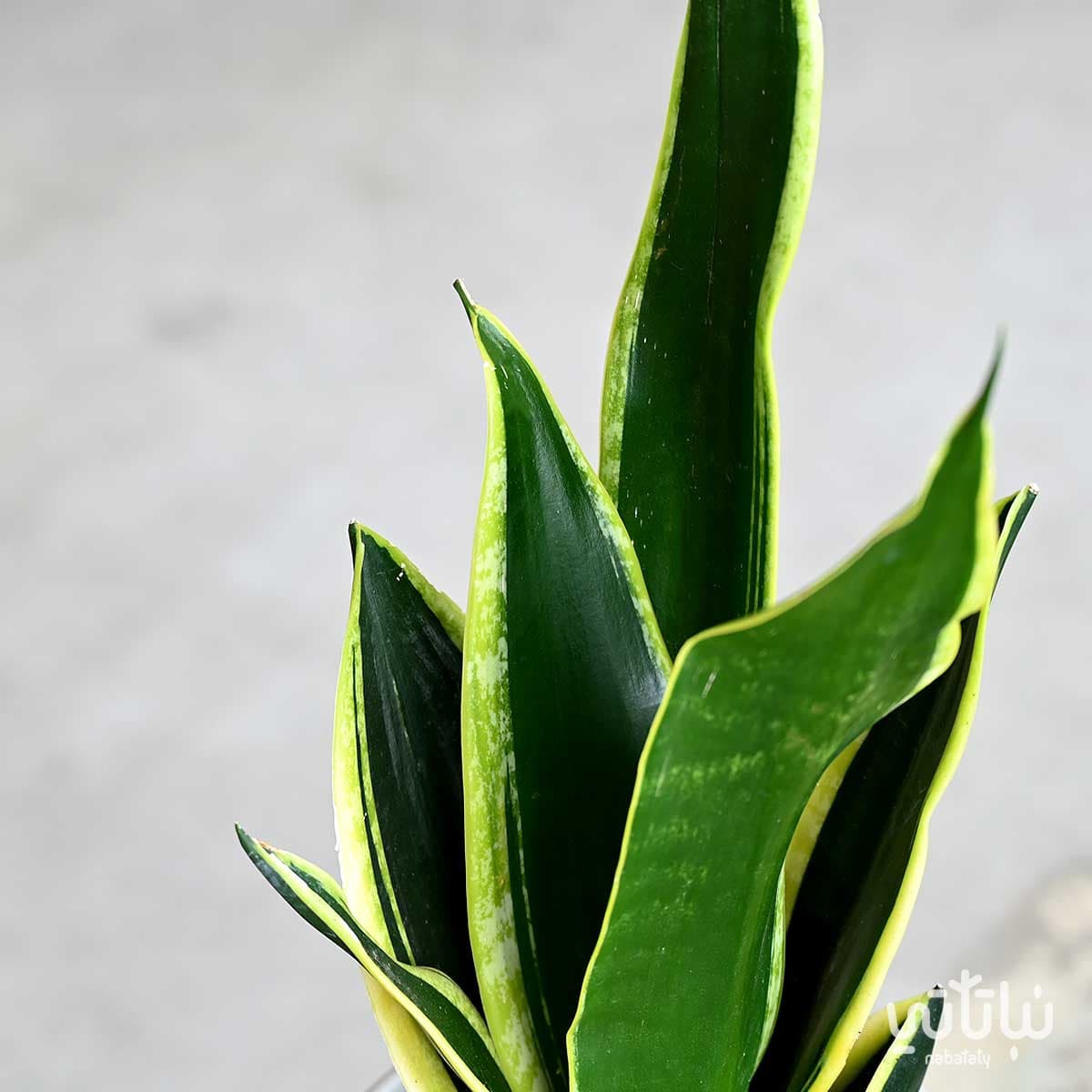 نبتة جلد النمر في حوض سيراميك مخطط بيج 2