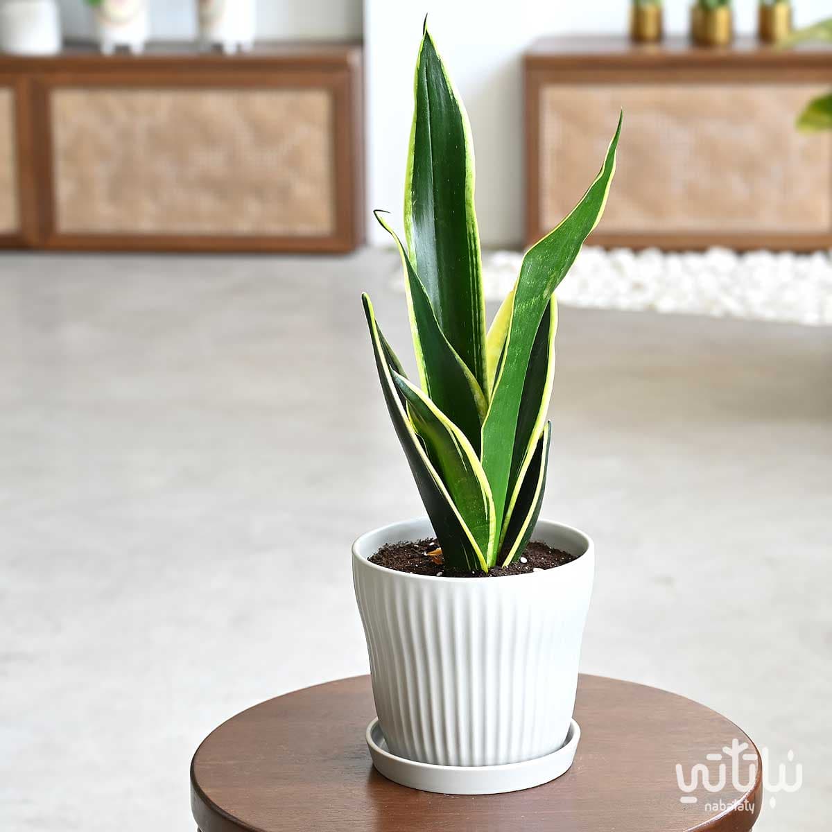 نبتة جلد النمر في حوض سيراميك مخطط بيج 1